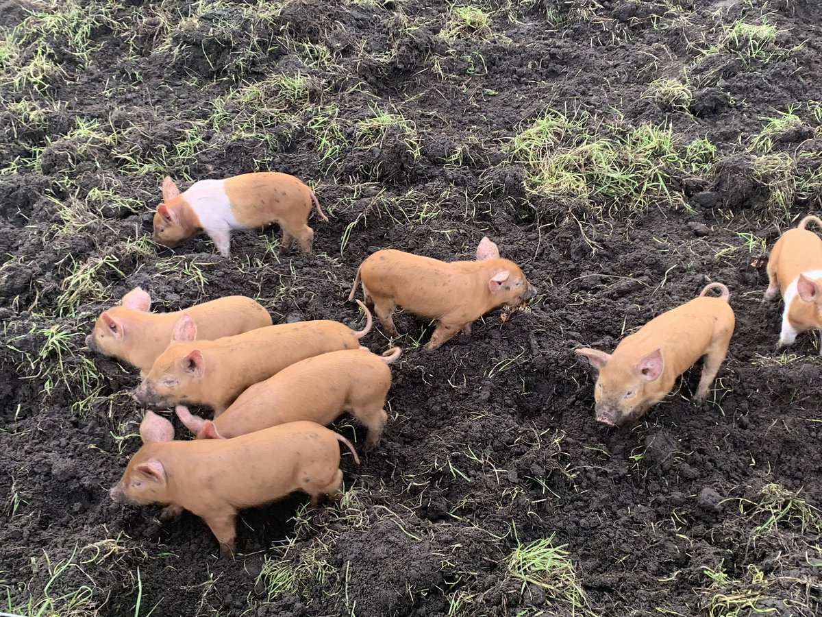 Steph Hewitt tweet media