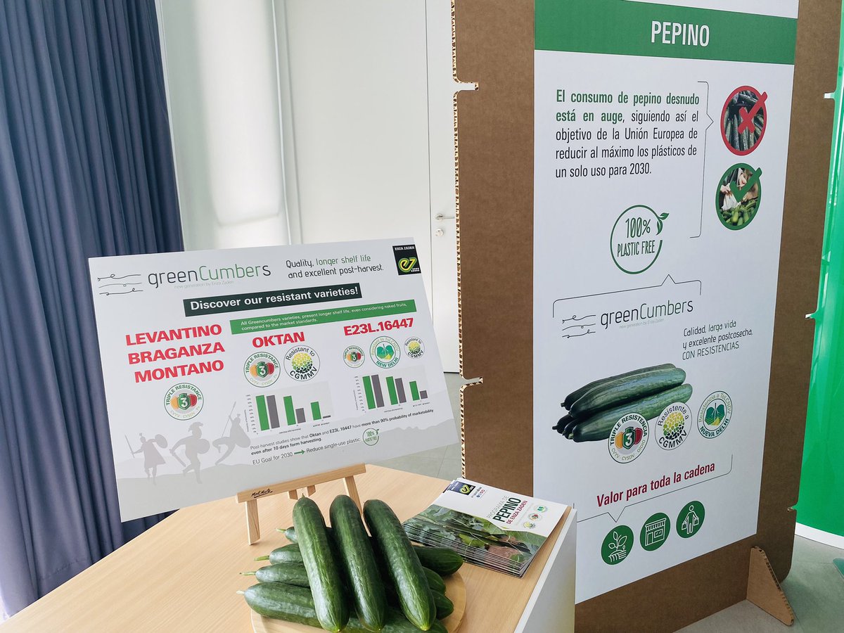 RevistaMercados's tweet photo. 🥒🥒 En #pepino, @ExperienciasEZ se alinea también con todas las demandas de la cadena: 

✅ #Greencumber, gran vida útil en condiciones de fruto desnudo, cuya demanda ⬆️ en #Alemania.
✅ #Easyqs, los minis van al alza y su consumo aumenta. 

#CreandoValorJuntos #HouseFair21 https://t.co/6yKXDZTozI