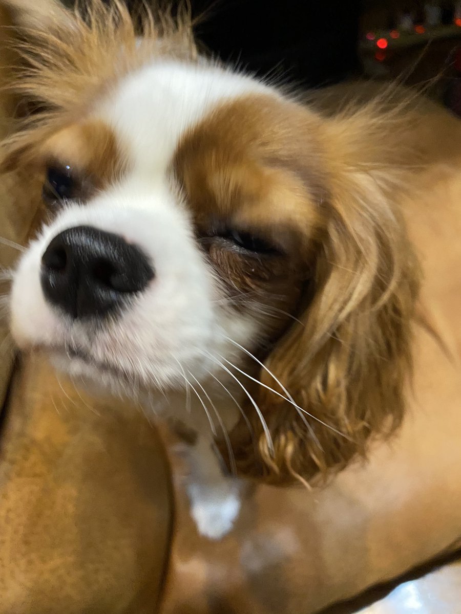 kiichan_inc's tweet photo. #cavalia.tokyo #きーちゃん
#キャバリア #キャバリアキングチャールズスパニエル #cavalier #cavalierkingcharlesspaniellove
#きーちゃん https://t.co/4CK2fmqL6p
