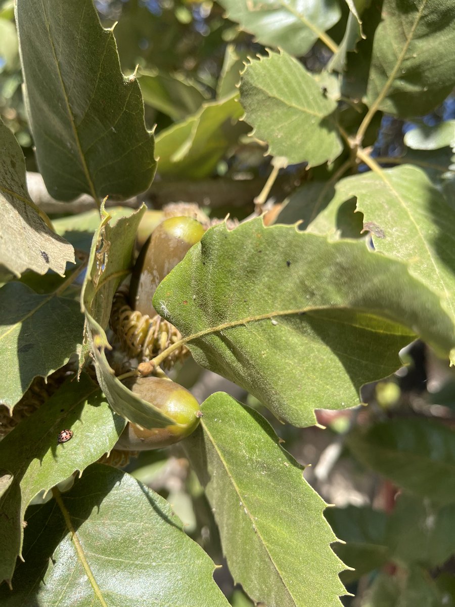 AbdHamdi73's tweet photo. #Acorn season over here.
#Duhok #Kurdistan #KRI #Oaknut https://t.co/R3tNeE1EB1