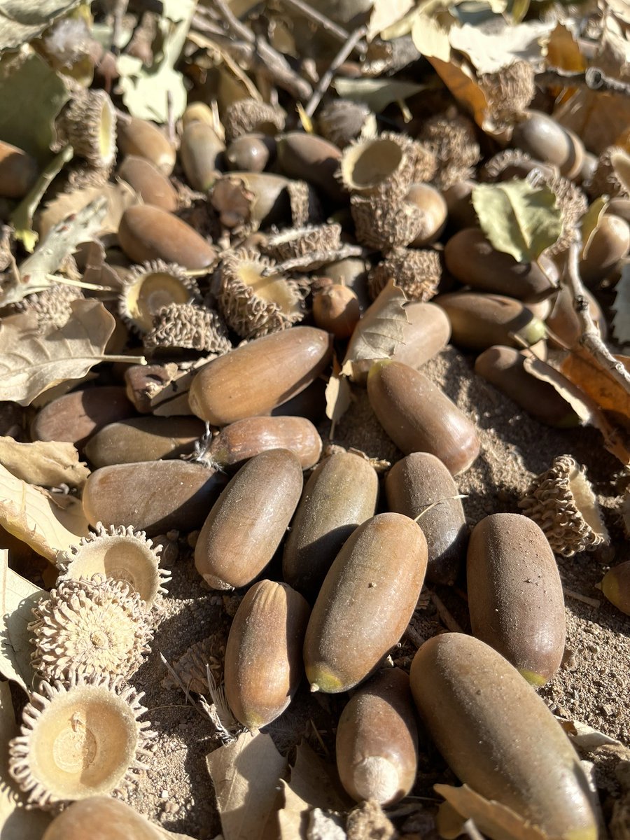 AbdHamdi73's tweet photo. #Acorn season over here.
#Duhok #Kurdistan #KRI #Oaknut https://t.co/R3tNeE1EB1