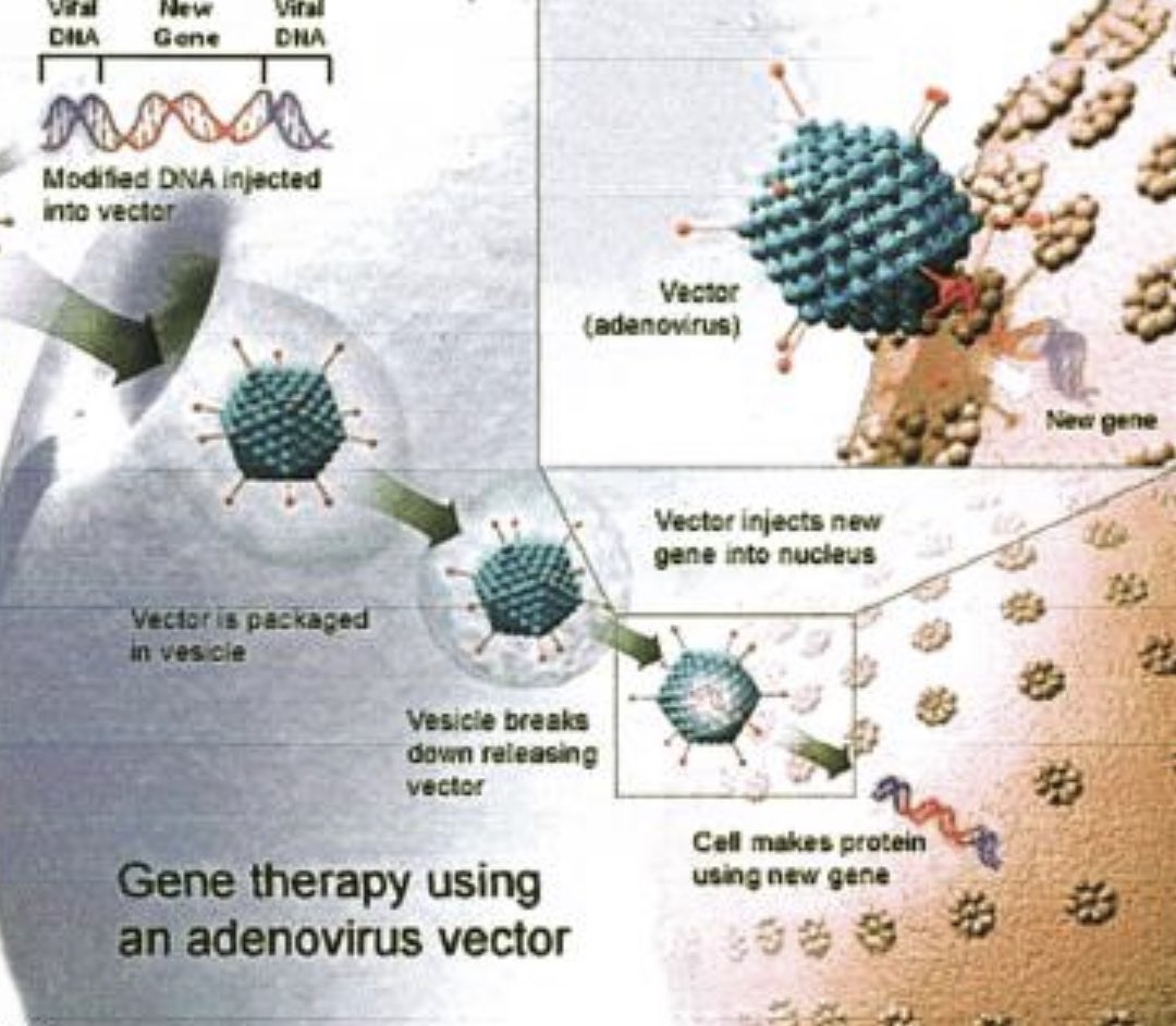 1️⃣ثريد عن مرض #دوشين  #DMD , يندرج مرض دوشين تحت أمراض #الحثل_العضلي وهو اضطراب وراثي يسبب #ضمور_ال...