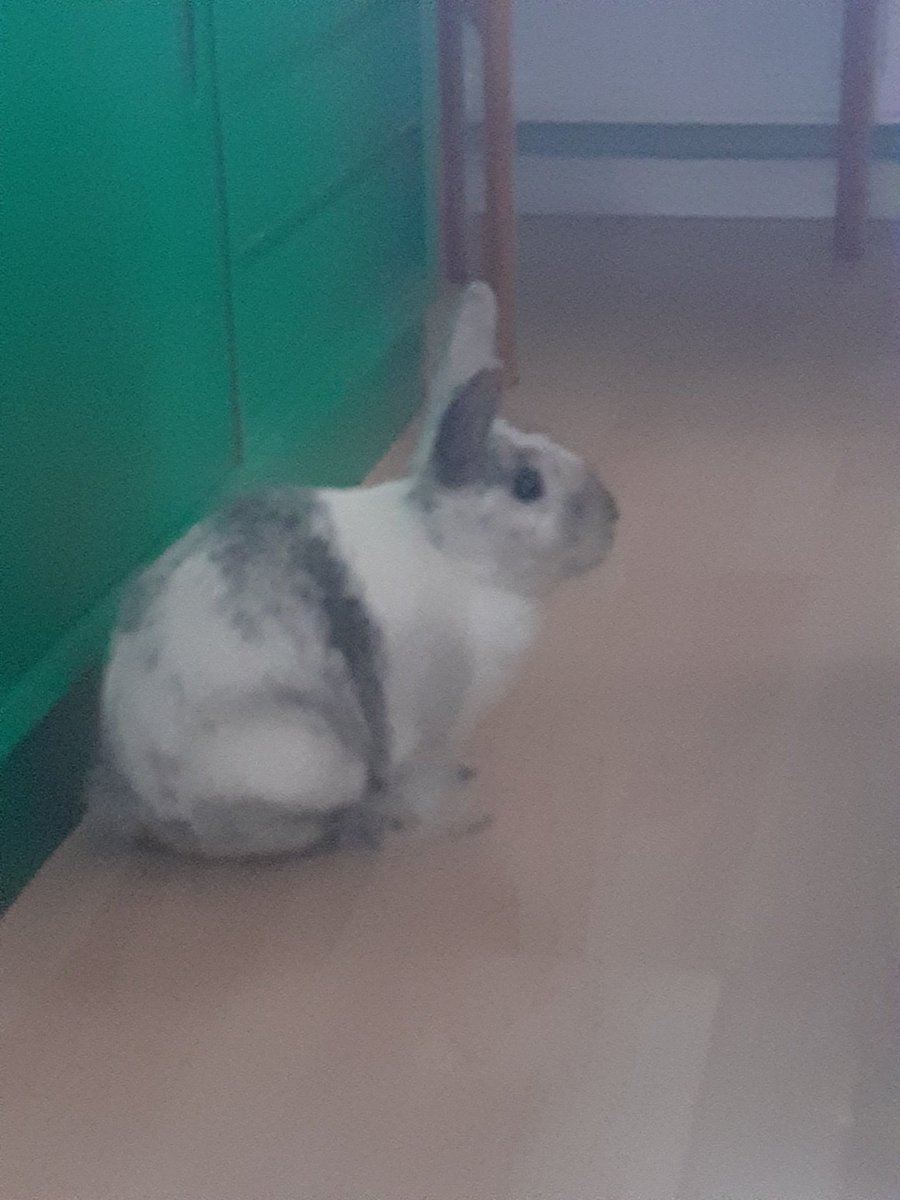 Hey bunpals, secret santa info, we are now 62 bunnies participating. That's a lovely number but can we add a few more before Sunday? Remember you can sign up until the end of the weekend. Interested? Git any questions? Just DM me, I am ready to help out.