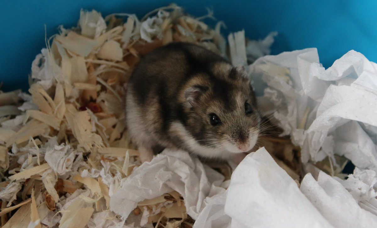 Verraad Nauwkeurigheid Kelder Burrowed Hearts on Twitter: "Jupiter is getting adopted in a minute 🐹🏡 We  still have more of her family waiting for homes, email us at  burrowedheartsrescue@outlook.com if you're interested in adopting #hamster #