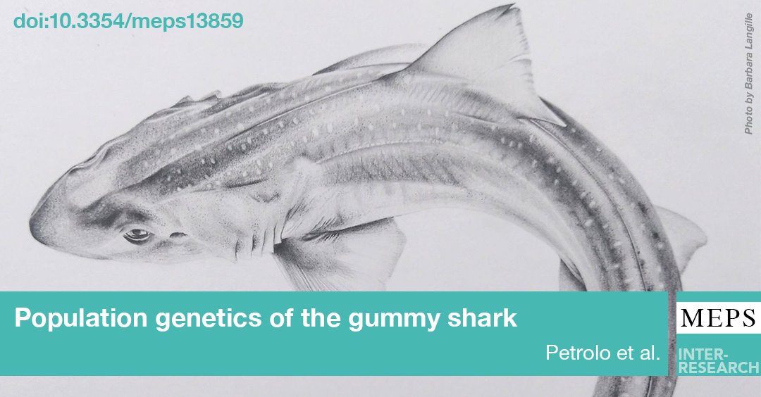 MEPS_IR's tweet photo. Genetic assessment of commercially exploited Australian gummy #shark using genome-wide data has revealed genetic structure between individuals from E and S coast. Modelling showed more rapid decline of Ne in recent past compared to historical projections. https://t.co/NyT809igyE https://t.co/CL6oFWrwNM