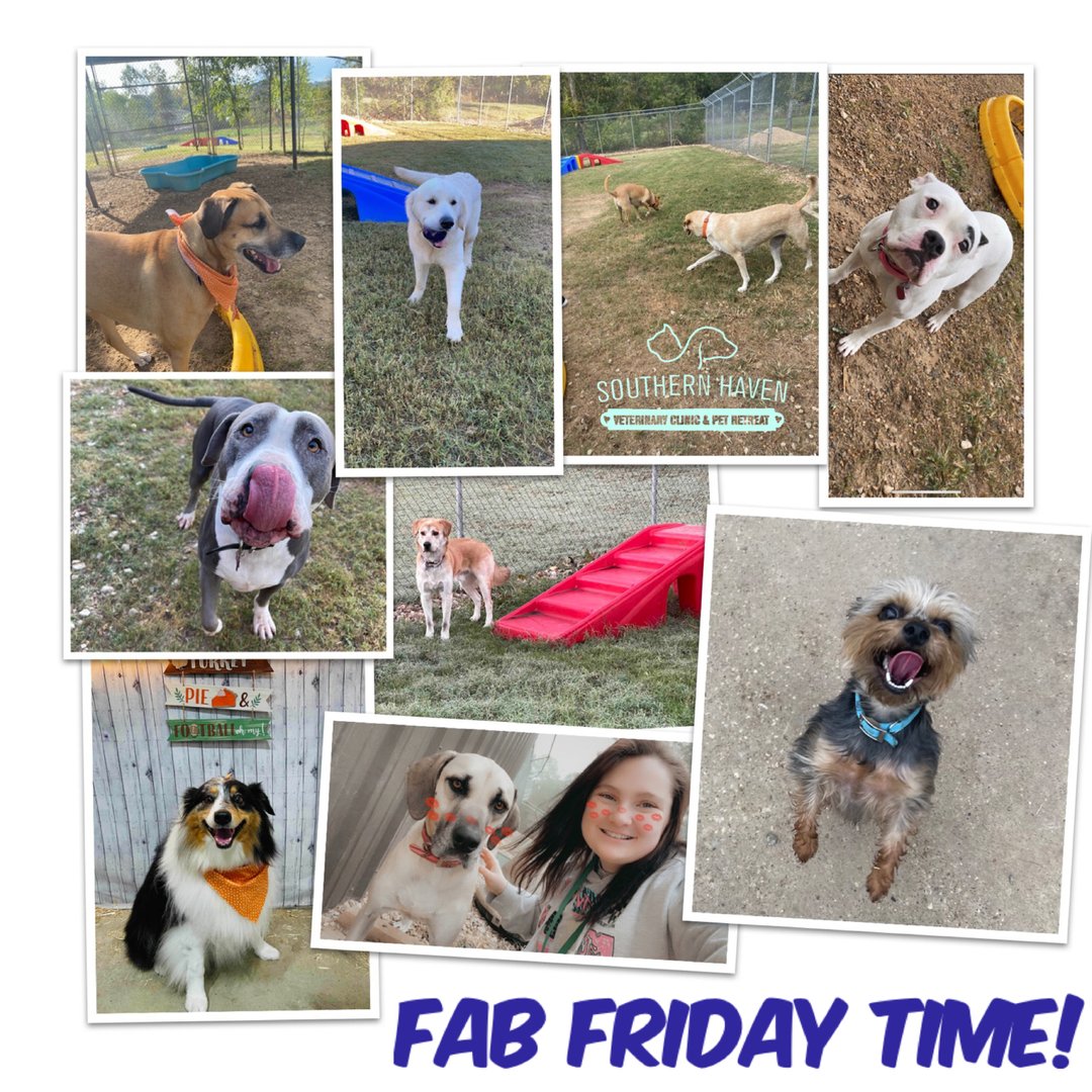 DrEm_HavenVet's tweet photo. 🙌TGIF!🙌 🎊😍🐾⠀⠀⠀⠀⠀⠀⠀⠀⠀⁣⠀⠀⠀⠀⠀⠀⠀⠀⠀⁣⠀⠀⠀⠀⠀⠀⠀⠀⠀⁣⁣⁣
Simply come by (no appointment needed!) #SHVC to partake in our,💥FAB FRIDAY SPECIALS!💥 🎠🎡🎪⛲️🧼 
(Drop-offs for •Fab Friday Specials• https://t.co/vqTspdgArE