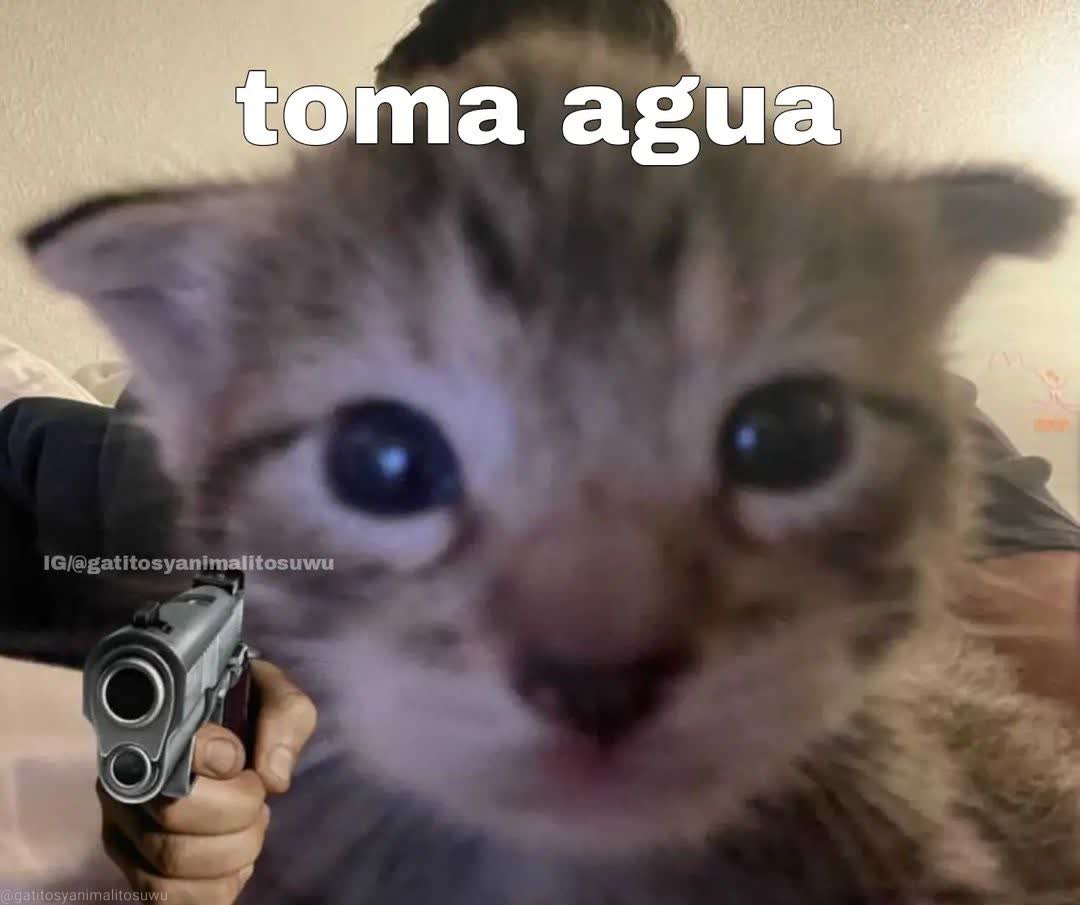 gatitos shitposting (@gatito_shitpost) on Twitter photo 
