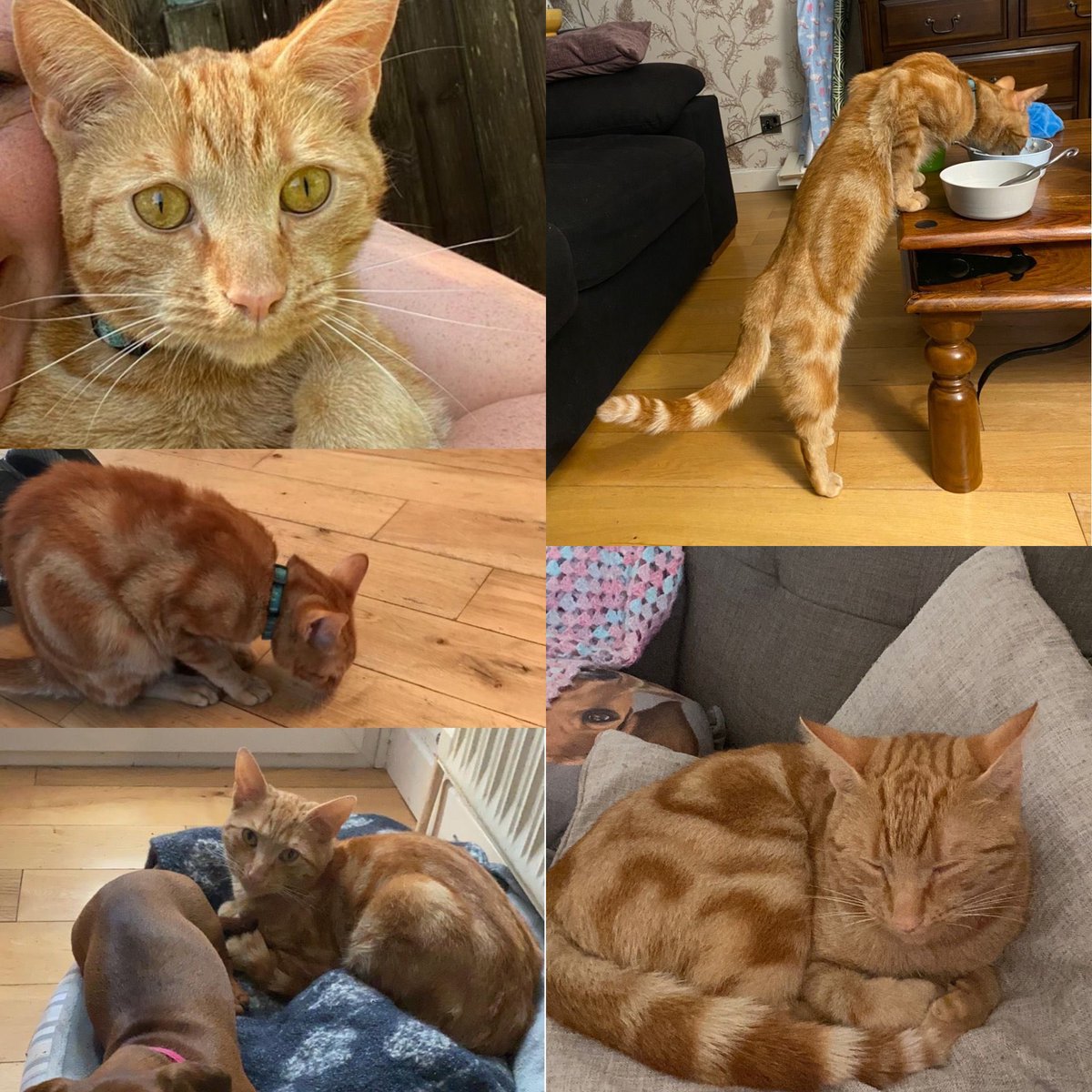PLEASE SHARE ☹️

Simba, 1year old, ginger male! Missing since 15th October, from Lenzie. Thank you to all who are helping us look for this beautiful friendly boy. Please keep sharing. We are desperate to have him home.
He is neutered, microchipped and has a blue stripy collar.