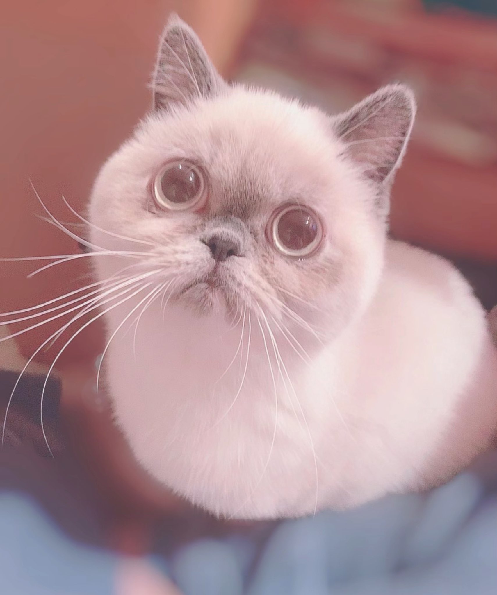 ぶちゃ猫はお好き ベティちゃん Betty Ran3017 Twitter