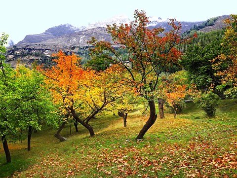 serena_hotels's tweet photo. Fall in love with the delightful autumn colours at the recently launched Serena Altit Fort Residence. #serenaaltitfortresidence #autumnvibes #autumninhunza🍁🍂 #hunzavalley #pakistan #destinationpakistan https://t.co/tQMr9uVW7P