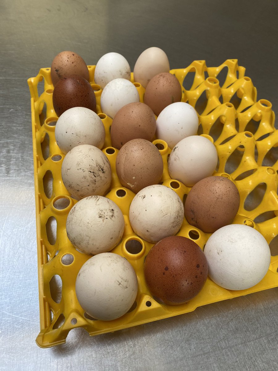 theremaybebugs's tweet photo. #ifyouknowyouknow
Theyโre going out now!
I have run out of boxes so do bring something to carry them home safely
#whentheyregonetheyregone
#BroadLane
#Hampton
#fresheggs https://t.co/63uI6DLGpK