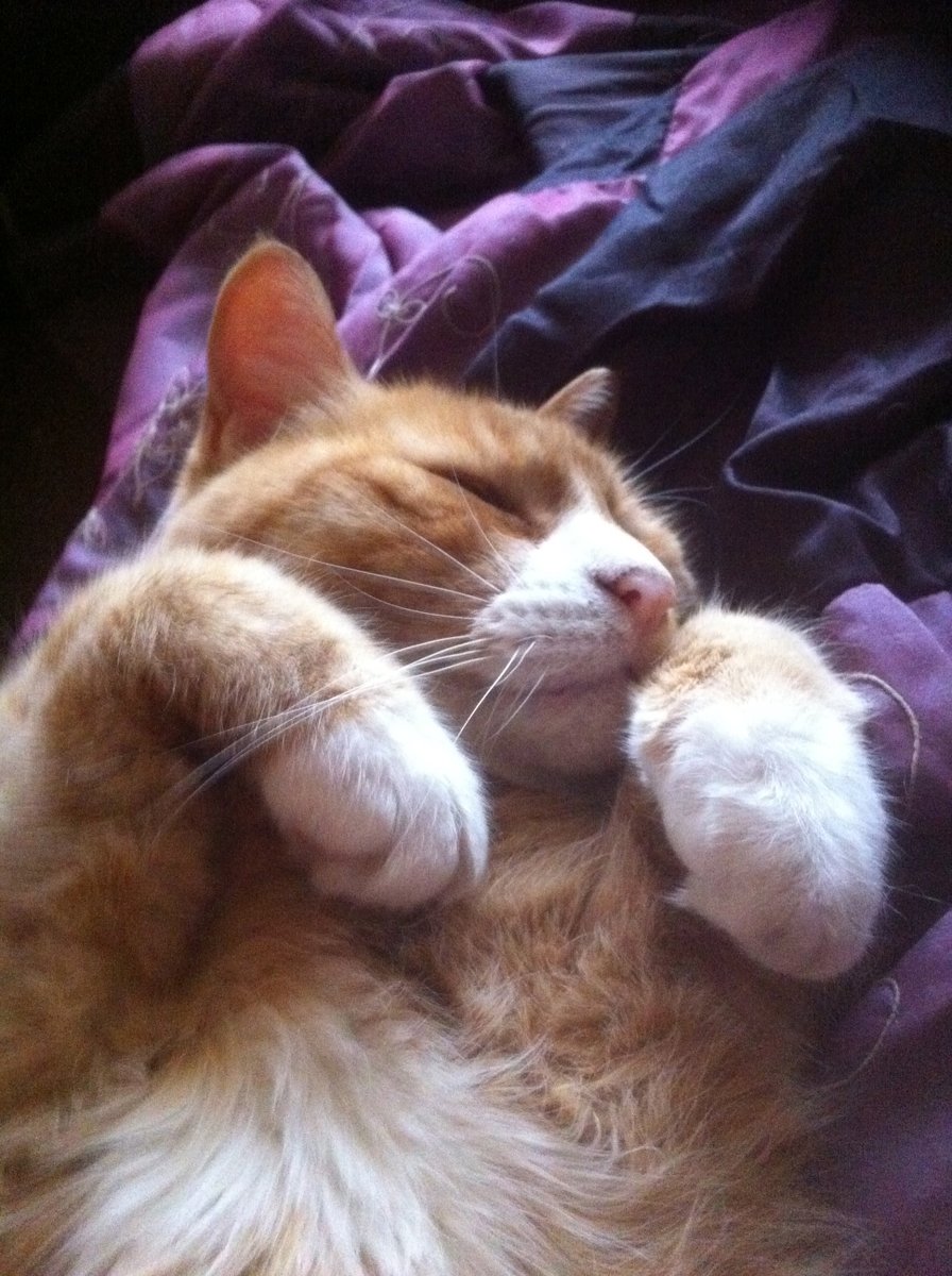 myboringjourne2's tweet photo. I think Mr Pye is dreaming of last night's cat rave. Wave your paws in the air like you just don't care 😺💤
#Catsoftwitter #CatsOfTwitter #catrave https://t.co/drQk92ZIWK