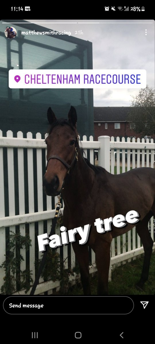 Debz32114730's tweet photo. Fairy Tree settling in nicely before Saturdays race ☘ https://t.co/Fxf39a7aZX