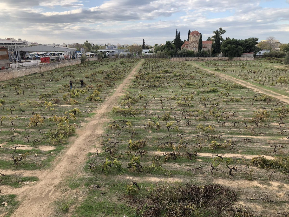 vitislab's tweet photo. First steps of the re-planting of the historical Ampelographic Collection with its precious indigenous cultivars! An ambitious project as well as a necessity for educational, cultural, aesthetic and scientific reasons! https://t.co/TngTkYMG6u
