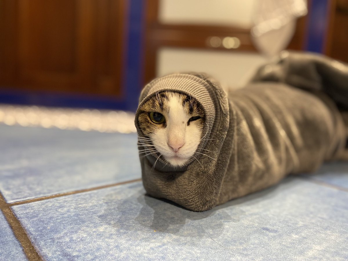 Cloe mummia 🤣 #gatti 🐈