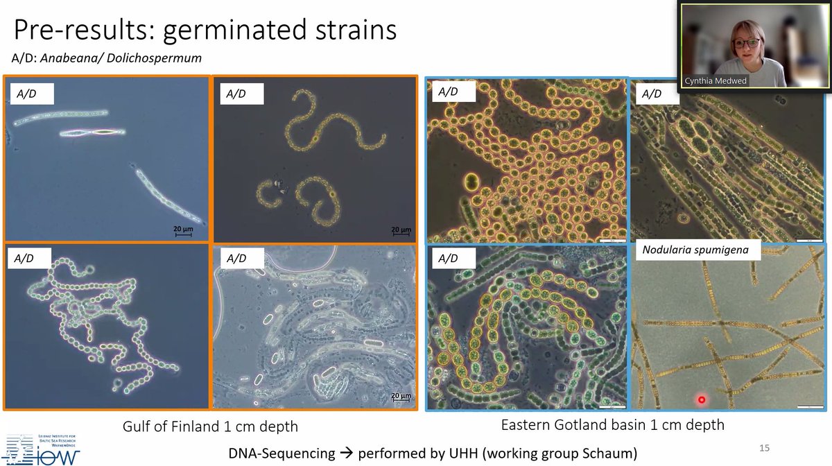 Our Friday seminars are back! This week we're joined by Cynthia Medwed, who's based at the Leibniz Institute for Baltic Sea Research (IOW)

She is working on a project which aims to look at what makes cyanobacteria such excellent climate survivors.

Thanks Cynthia!