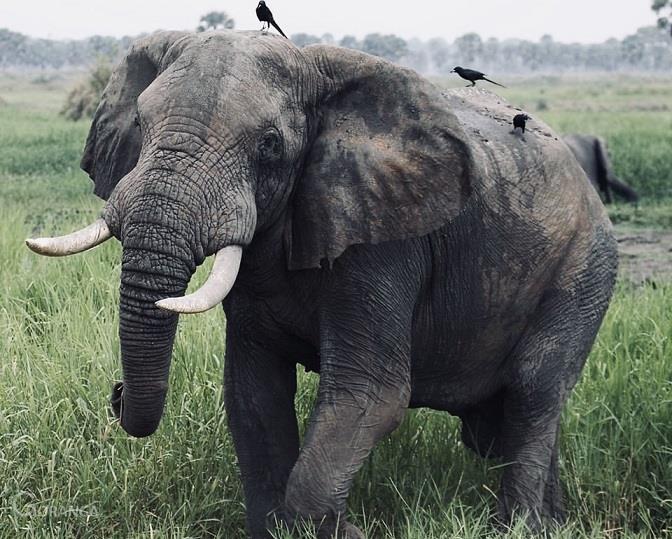 gorangaltd's tweet photo. This 5 days Uganda Primates tour takes you to Bwindi National Park for gorilla trekking and Kibaale forest National Park for chimpanzees. Kibaale has over 13 primate species which include the Black and white Columbus, velvet monkeys, Red-tailed monkeys, among others. https://t.co/r0iqwJoYvu