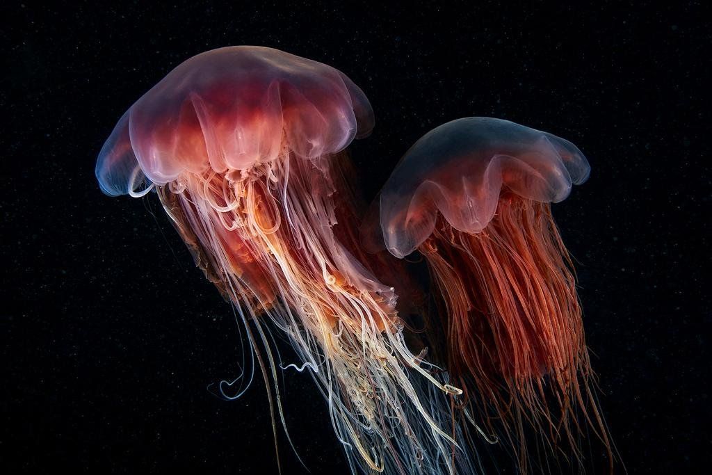 maximaxoo's tweet photo. #Science #Art: a duo of undulating #cyanea. Grace & elegance! #Jellyfish
https://t.co/6ly9rKOZx9 by A. Semenov https://t.co/mfKH6MncfP