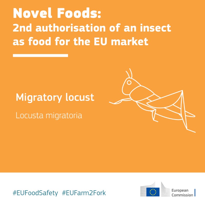 Food_EU's tweet photo. Wanna explore new food territories?🦗

Locusta migratoria is the 2⃣nd insect authorized in the 🇪🇺 as a novel food, after a scientific assessment by @EFSA_EU

Alternative protein sources can facilitate the shift towards a more sustainable food system ⤵

#EUFoodSafety #EUFarm2Fork