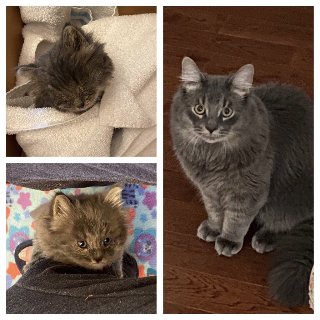 Nice update for Bear now Smokey. He was the little one found running down HWY 62 with his eyes glued shut with infection. He spent many weeks recovering and was then adopted. Shown here in his new home happy and healthy! fixedfurlife.com