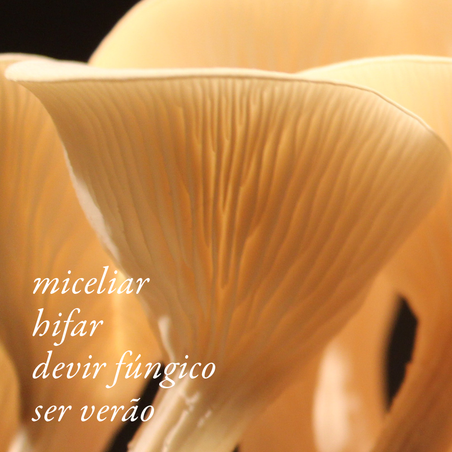 n_1edicoes's tweet photo. 23ª festa do Livro da USP de 8 a 15 de novembro . Descontos de 50 a 60%
#miceliar #hifar #devirfúngico #serverão
Ressoando a floresta contra a lavoura. Revirando um passado. Crendo num futuro em comum com todas as espécies. Sem predominância. Em simbiose. (...)
_
n-1 https://t.co/0QtHMGTZ94
