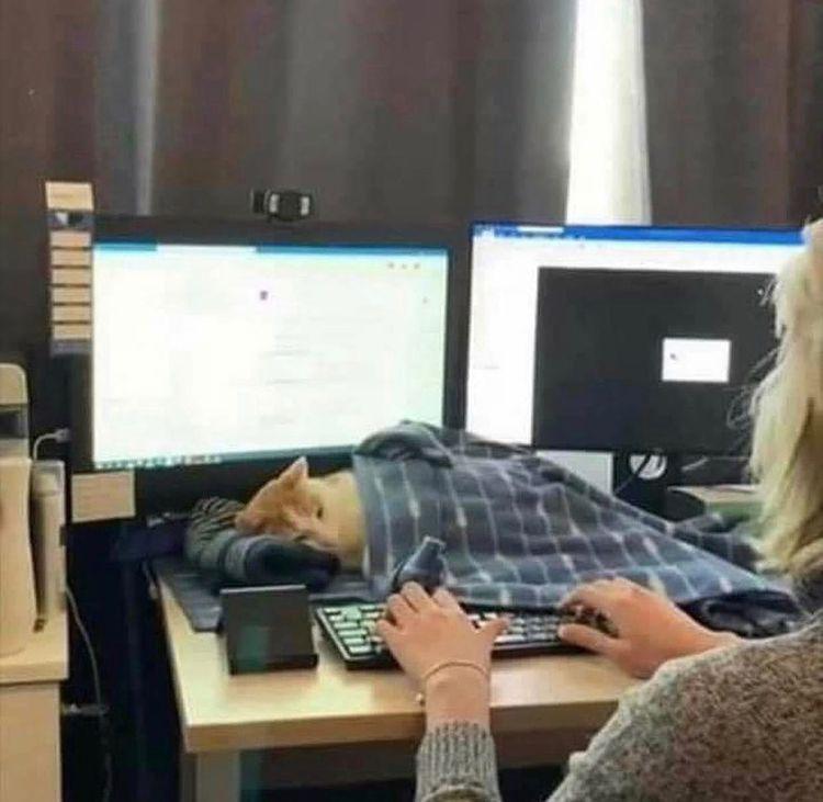 let me relax, I will exist later tweet media