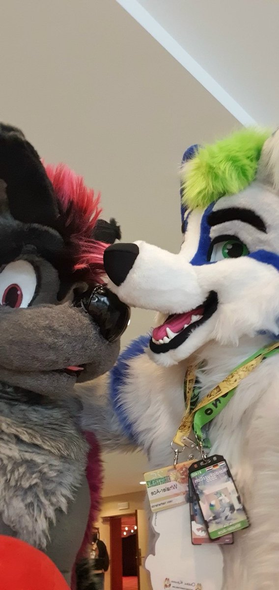 Whaler81Ace's tweet photo. Found cuties!! At #fluuff #flüüff2021
@Quba29958367 @Tiwoof  Julian and more!! Happy foxxo https://t.co/2C6Z782KQ8