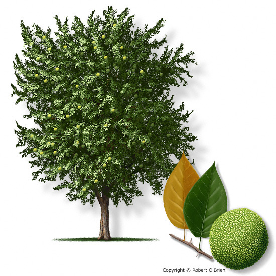 TXForestService's tweet photo. Osage-orange trees are medium-sized trees with many crooked, interweaving, thorny branches that form a dense, spreading crown. Native to East and Central Texas, the species stores over 2.4 million tons of carbon in our Texas forests! #SpeciesSpotlight https://t.co/374eNoGgYp