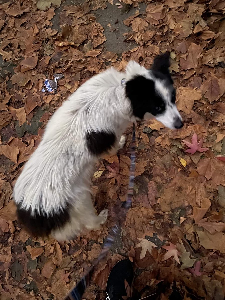 MissingPetsGB's tweet image. 4 dogs so far listed -- #stolen from the dogwalkers van

(using #ealing6 for all posts)