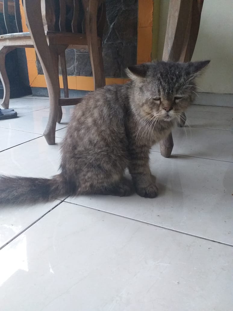 ZOO_FESS's tweet photo. Zoo kucing yang main ke rumah temenku. Mau ngakak tapi takut kualat. Mukanyaa 😭😭😭😭 https://t.co/cuLvUvNAFi