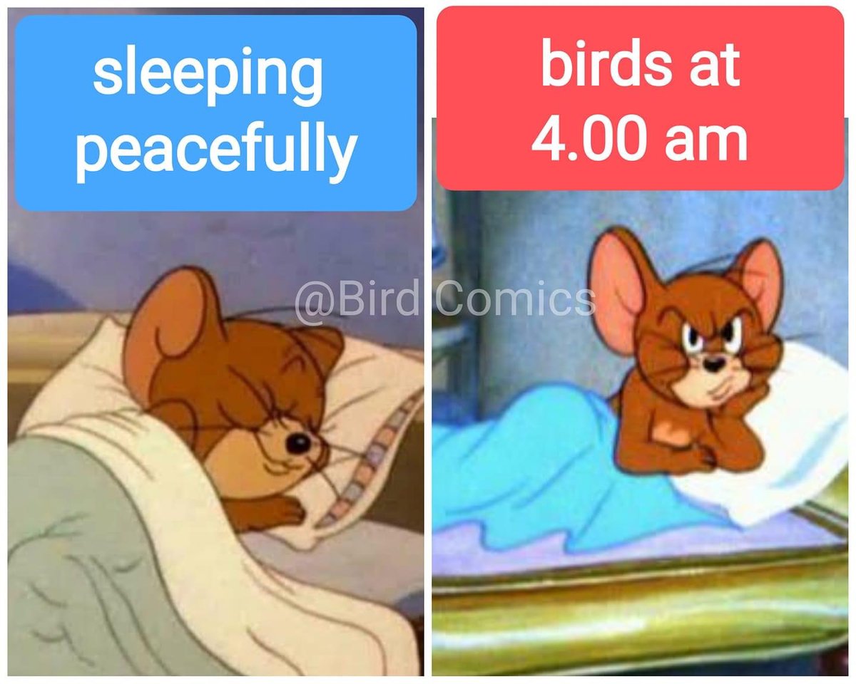 ParrotEssential's tweet photo. How can I annoy my human? #lifewithbirds https://t.co/ajHVbOG3R8