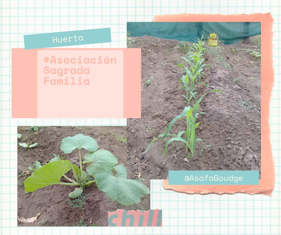 WillkakutiSR's tweet image. #Willkakuti comparte imagen del maíz y del zapallo de la huerta🌱 de @AsafaGoudge .
#AsociaciónSolidariaSagradaFamilia
#programadeautonomiaalimentaria
#plandeemergenciaalimentaria
#tumunicipio