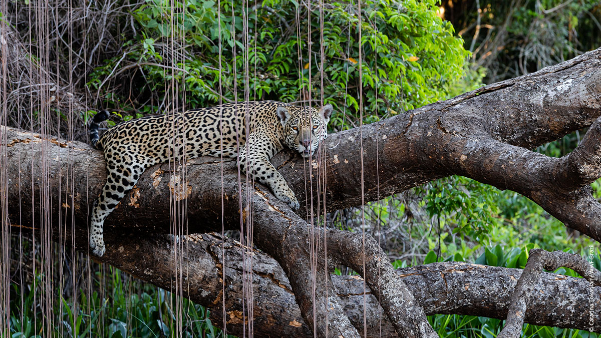 Jaguar in the Pantanal