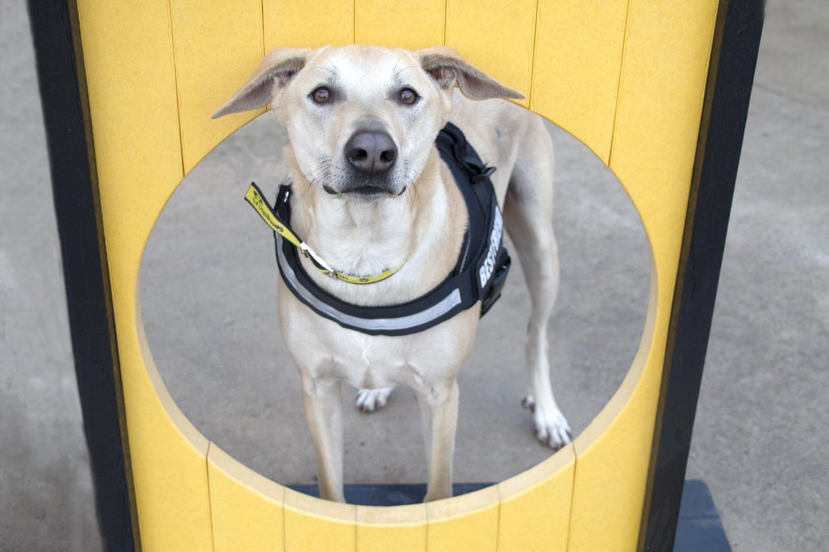 DT_MANCHESTER's tweet photo. Dobby here, just popping in to say hello! π₯°ππΆ
This wonderful chap is still looking for a place to call home!π https://t.co/A4FQp6lUU6
.
.
#DogsTrust #DogsTrustManchester #ManchesterDogs #AdoptADogUk https://t.co/7oTFoWYztK