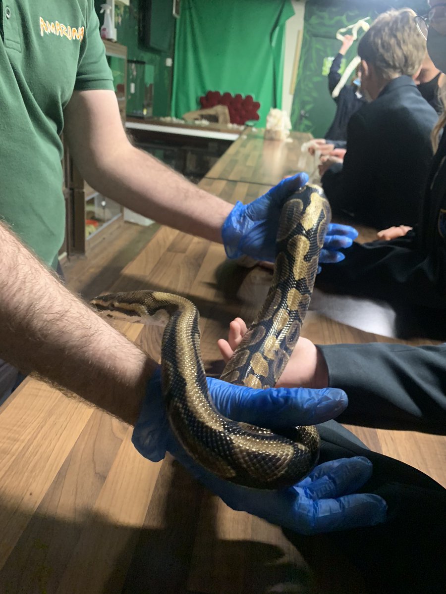 AirdrieAcademySocSub (@aasocsub) on Twitter photo A great morning with S1 Geographers at Amazonia ๐ Learning about Rainforest animals after they have finished their Brazil topic! ๐ง๐ท๐๐๐ <a href="/AirdrieAcademy/">AirdrieAcademy</a> A great morning with S1 Geographers at Amazonia ๐ Learning about Rainforest animals after they have finished their Brazil topic! ๐ง๐ท๐๐๐ <a href="/AirdrieAcademy/">AirdrieAcademy</a>