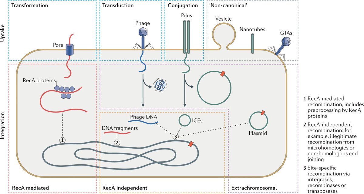 Horizontal gene transfer and adaptive evolution in bacteria

Arnold, Huang &amp; Hanage discuss underlying theory used to infer the selective forces acting on transferred DNA and how they shape patterns of genomic variation

rdcu.be/cBgIB