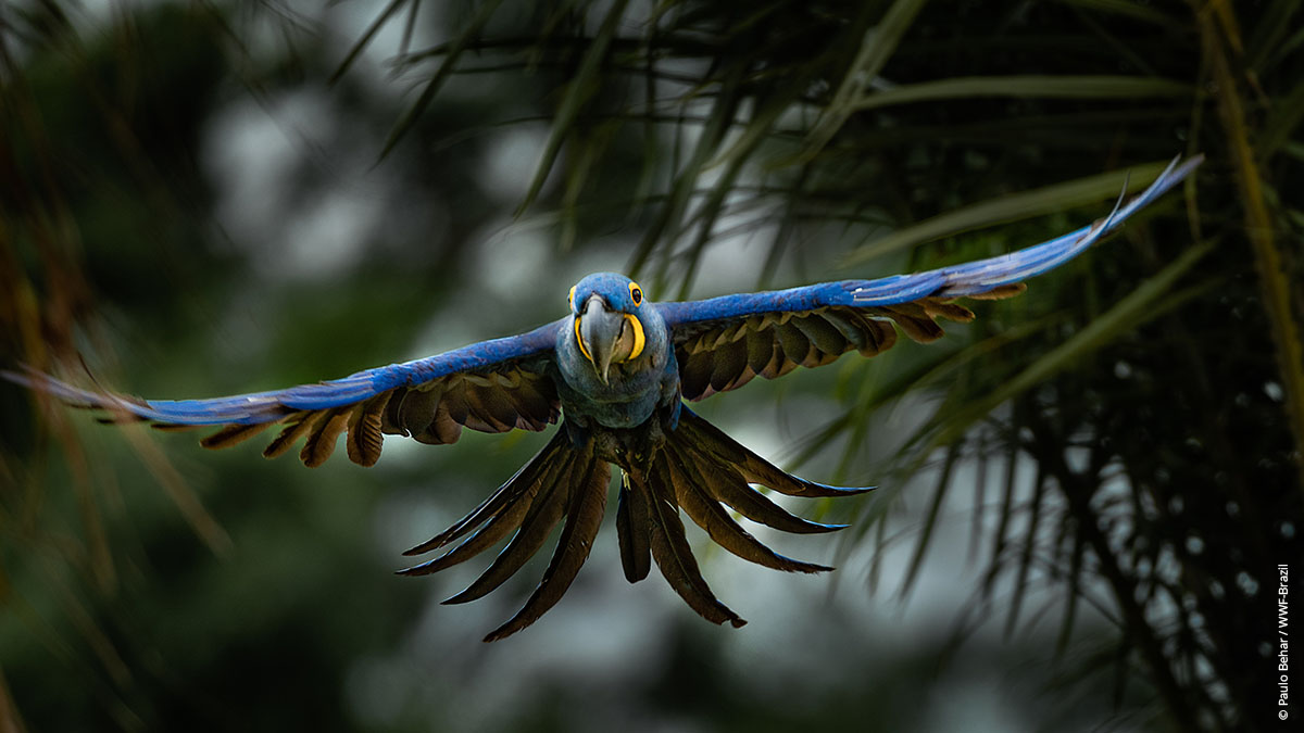 Hyacinth macaw in the Pantanal