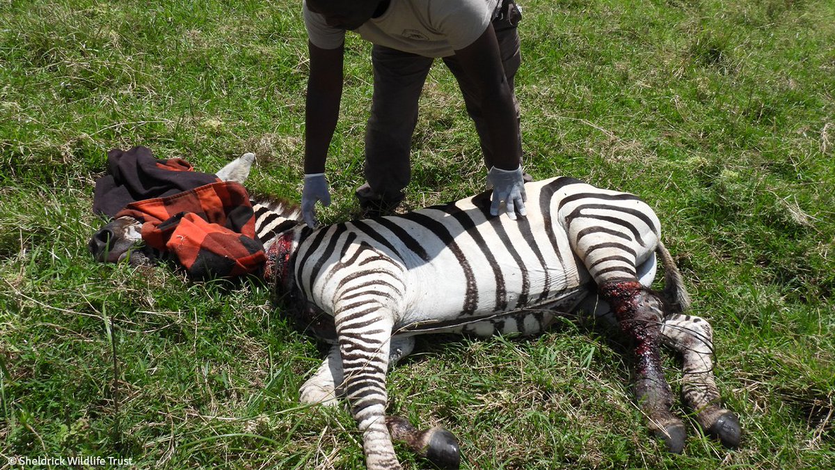 SheldrickTrust's tweet photo. This snared zebra should make a full recovery thanks to urgent help from the SWT/KWS Mara Mobile Vet Unit. The expert team removed the painful wire snare, which had cut through the animals skin leaving a painful injury to its neck and leg. https://t.co/AuVz59ejCO