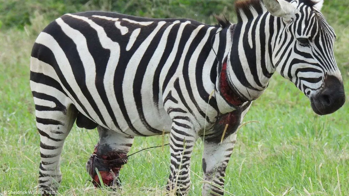 SheldrickTrust's tweet photo. This snared zebra should make a full recovery thanks to urgent help from the SWT/KWS Mara Mobile Vet Unit. The expert team removed the painful wire snare, which had cut through the animals skin leaving a painful injury to its neck and leg. https://t.co/AuVz59ejCO