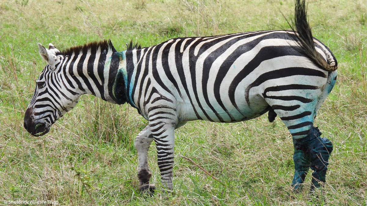 SheldrickTrust's tweet photo. This snared zebra should make a full recovery thanks to urgent help from the SWT/KWS Mara Mobile Vet Unit. The expert team removed the painful wire snare, which had cut through the animals skin leaving a painful injury to its neck and leg. https://t.co/AuVz59ejCO