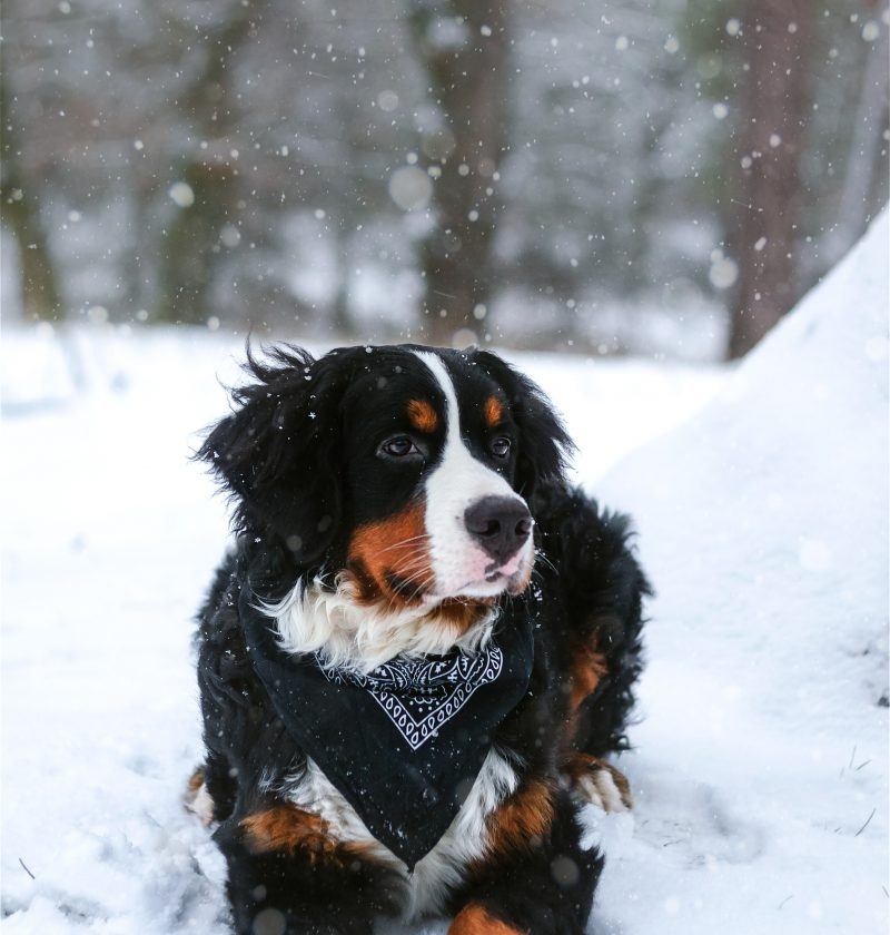 As Winter nears, we thought this would be the best time to share our top tips for walking your dog in winter! ❄️

bounceandbella.co.uk/top-tips-for-w…