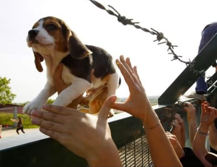 Animalistiitaly's tweet photo. Unisciti a noi, ti aspettiamo a #Verona in via Fleming, 4, a partire dalle ore 14:30, davanti ai cancelli dell'azienda #Aptuit che detiene i cuccioli indifesi.
Manifesteranno ad oltranza.
Non ci arrenderemo fino a quando non apriranno le porte.

#giulemanidaibeagle https://t.co/iyU6XIXYWA