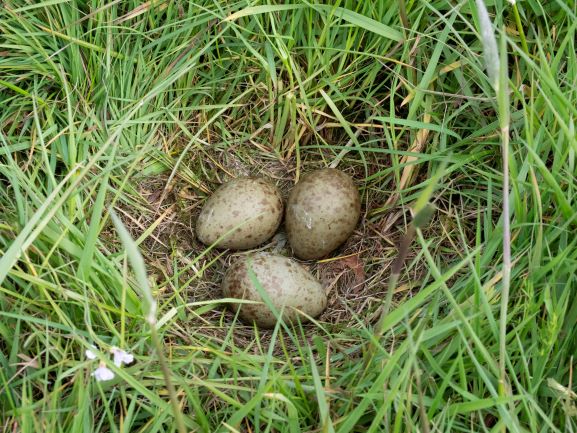 NEThamesSolent's tweet photo. 2/2 Late nesting means the chicks haven’t fledged by hay making and so are likely to be killed by agricultural machinery. But there is hope - the #UpperThames #Curlew #recovery project is working with landowners and volunteers to monitor & help them nest successfully
#COP26 https://t.co/7mLpFVYtIK