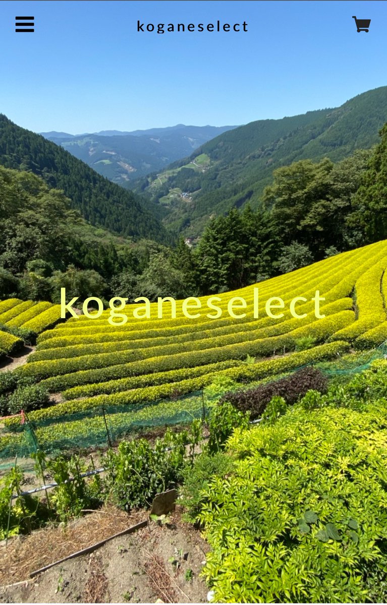 Kogane_Select's tweet photo. 黄金色の希少なお茶が買えるネットショップ『koganeselect』OPEN🎉✨
今ならOPENセール中で１０％OFF中です‼️
茶園まで行かないと買えなかったあの商品もお取寄せ出来ます🍵🌱

https://t.co/guIsfWnsQp

#黄金みどり #黄金みどり茶園 #黄色のお茶 #緑茶 #烏龍茶 https://t.co/mx47PcOCwy
