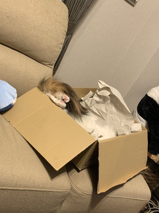 原稿いい感じに集中してきたところで猫の鳴り止まない甘え鳴き爆撃が始まるとグルル…てなる 