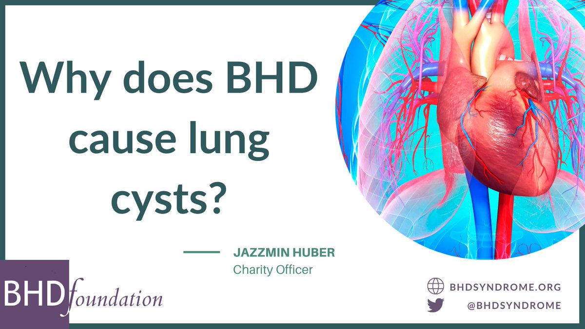 BHD_Foundation's tweet photo. Read our latest blog post summarising a fantastic study showing that folliculin segregates the blood and lymphatic system.
Find out more here: https://t.co/Ebry6xKwO9
@YoshiakiKubota @MasayaBaba2
#BHDSyndrome #ThinkBHD #Pneumothoraces #LungCysts https://t.co/1NRFuGMw1T