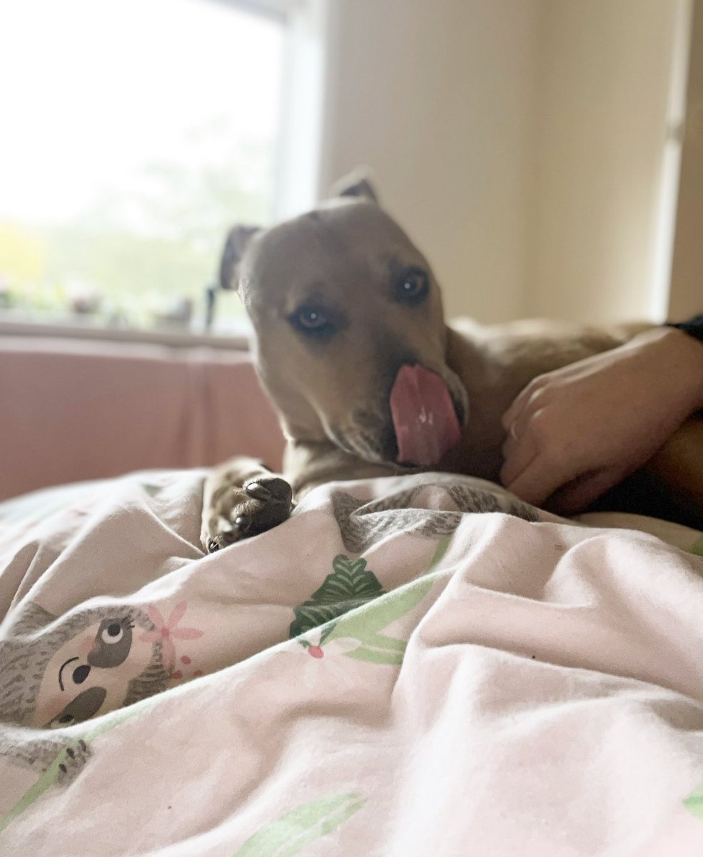 Have I got somethink on my snozlet? 🐽👅 

#dogsoftwitter #dogs #funnydog #doggo #bestgirl #goodgirl