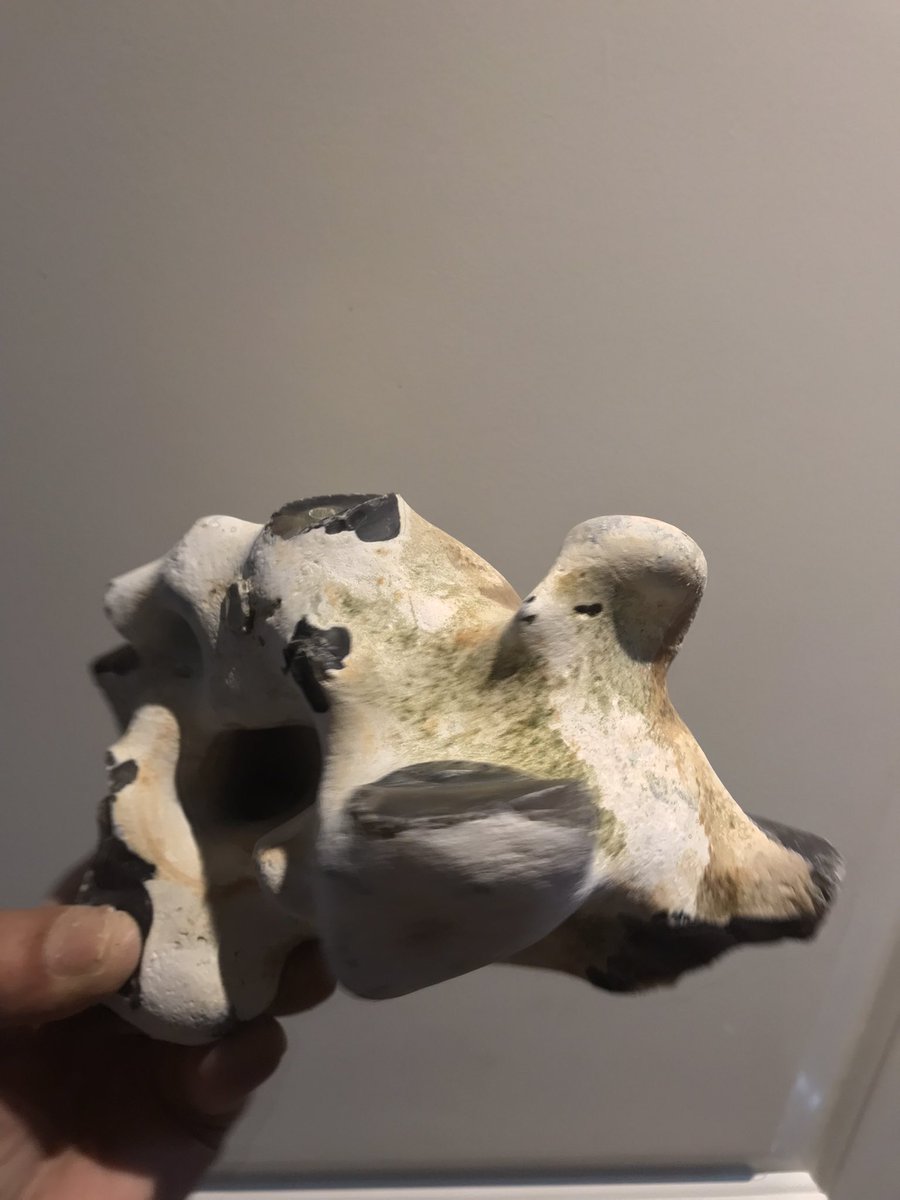 SX88428589's tweet photo. Therefore leaving a life size blueprint statue almost. Because it is set in one piece with a very brittle material, instead of breaking up into separate fossils it snaps at the weakest resistance points always i.e. the facets and stuff. ?? https://t.co/IalwSeTYze