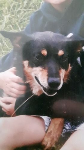 gelert01's tweet photo. #MAC missing 11/11/2021 #Henrhyd #Ffordd_Gyffylog #Eglwysbach #LL28 #Colwyn_Bay if seen contact 07933237086 or 01492650836 https://t.co/YtWoPkzavO @mazzy1412 @EglwysbachDocs @EglwysbachFC @NiwbwrchOrg @eglwysbach @eglwysbach2 @eglwysbach_dave @CarolPoyerPeett @NWPPC3153 https://t.co/yGLYbcDl5s