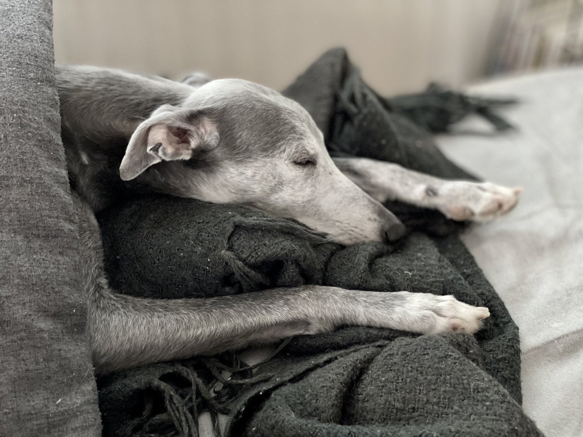 Kurottelen kohti vuoden harmainta päivää. Kaunista ja rauhoittavaa harmaata viikonloppua kaikille 🤍
—Kamu 
 #dogsoftwitter